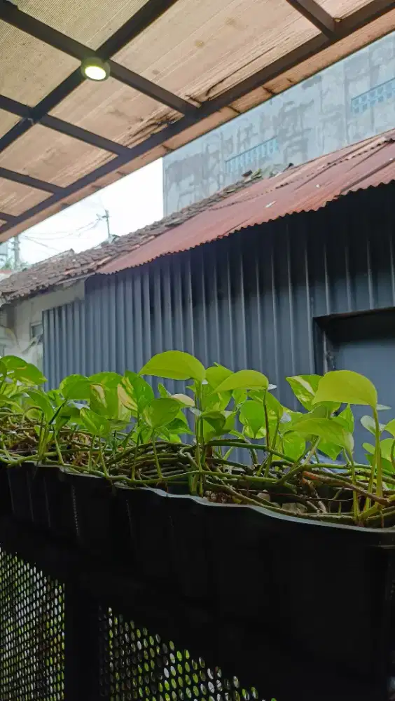 Lowongan Asisten Rumah Tangga