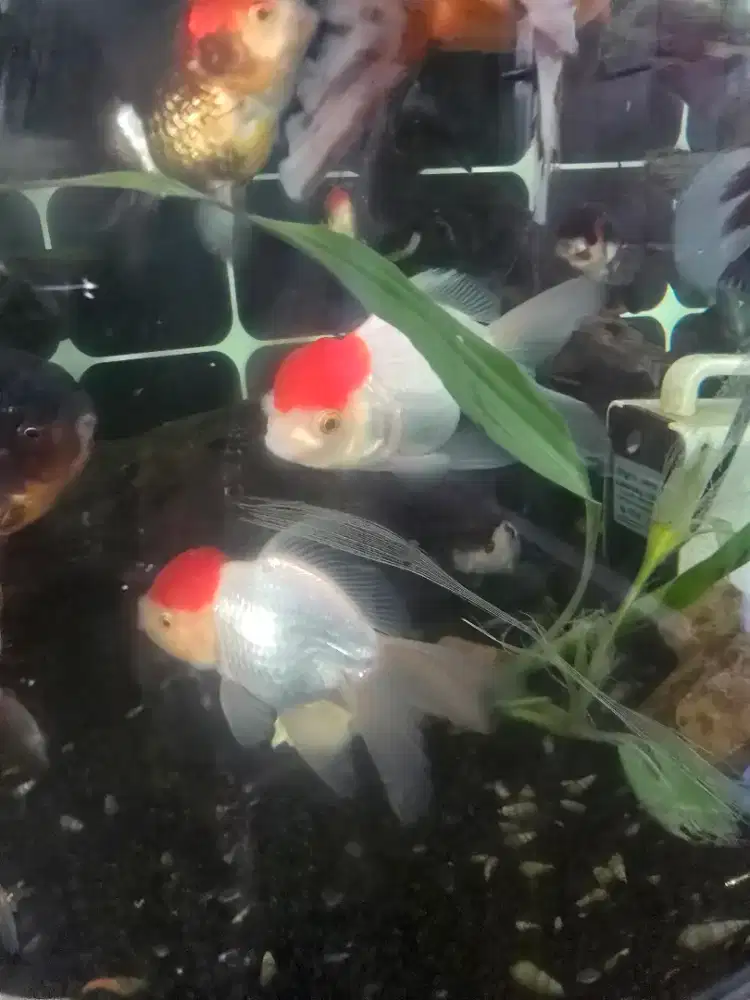 Ikan Koki Oranda HQ