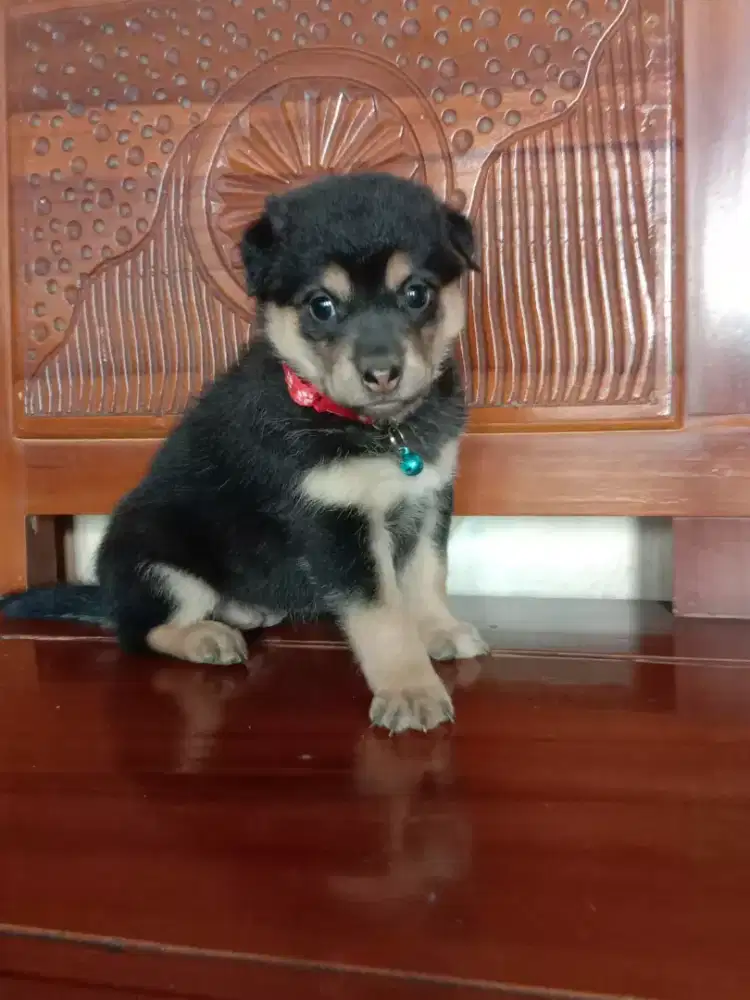 Betina umur 2 bln