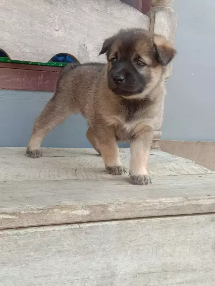 Mix herder umur 2 bln