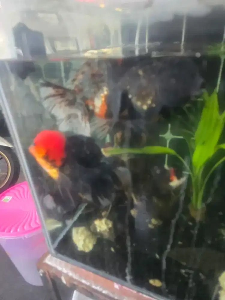 Ikan koki tancho Jumbo HQ