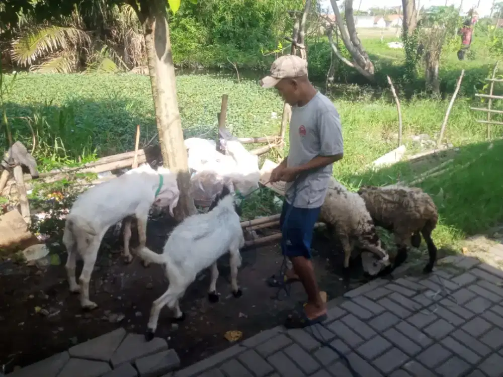 Kambing Qurban Siap Kurban Idul Adha 2026