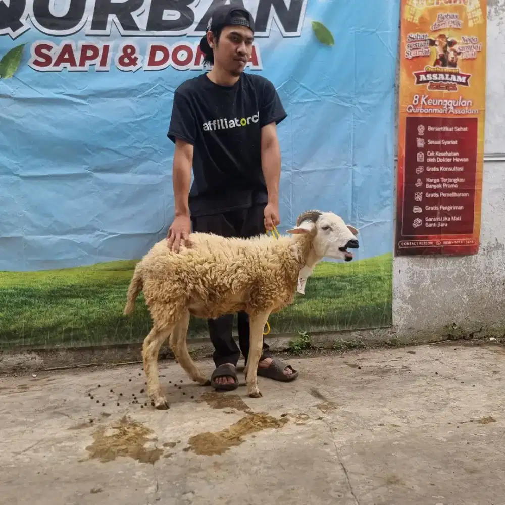 Domba Qurban 2026
