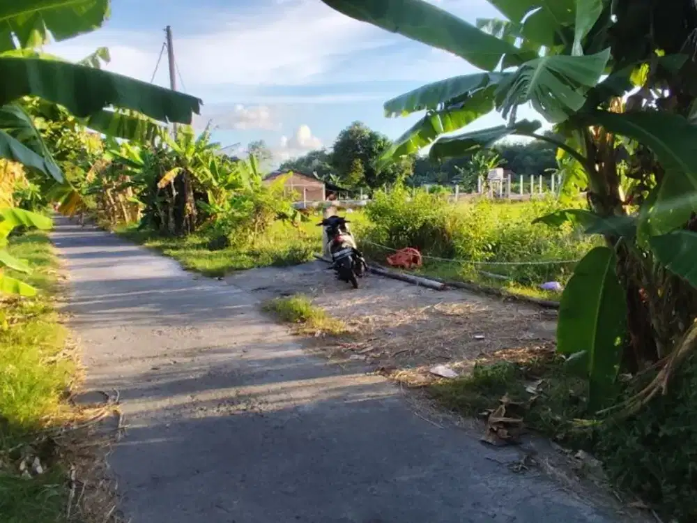 Tanah Sawah dekat RS Nur Hidayah Jalan Imogiri Timur km12 Jetis Bantul