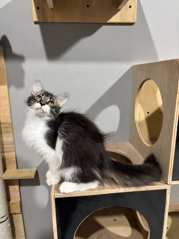 Kucing mainecoon x persian rasa pure