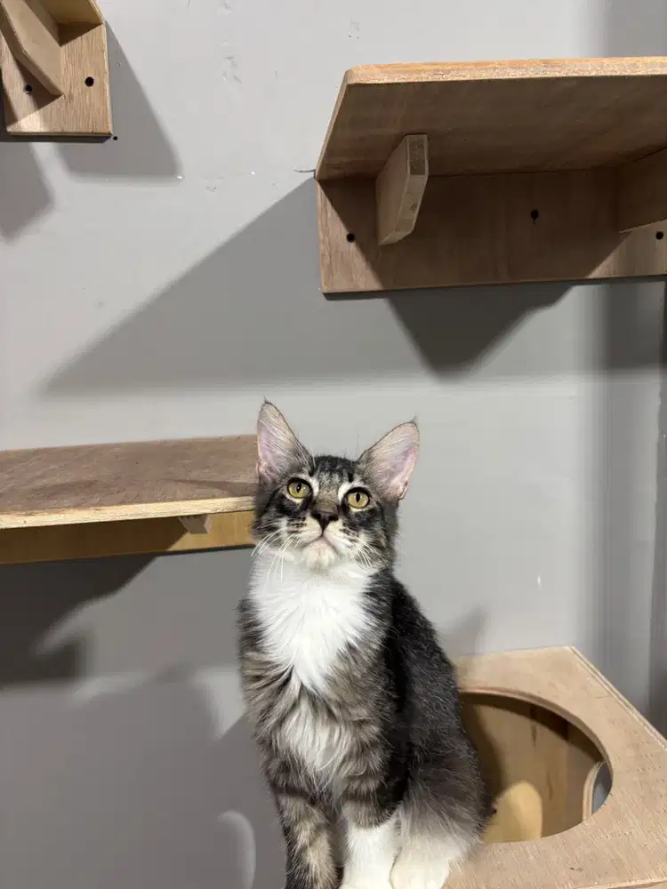 Kucing mainecoon x persia rasa pure