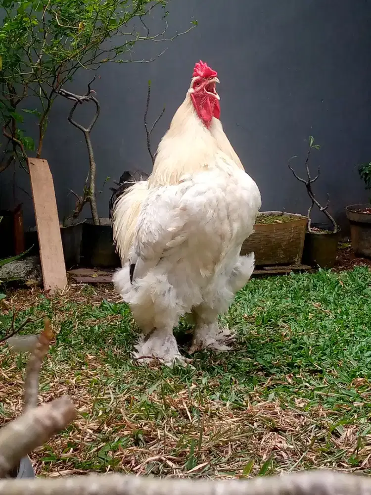 Ayam Brahma Murni
