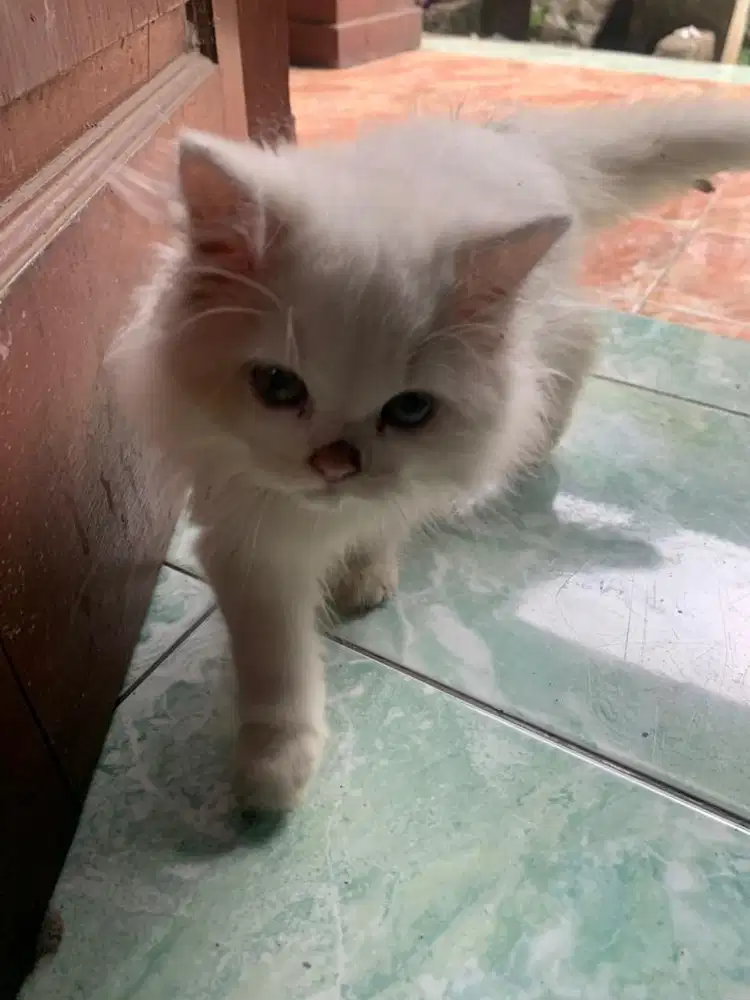 kucing persia lucu