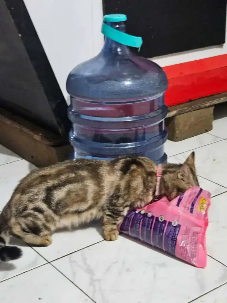 Kucing munchkin betina