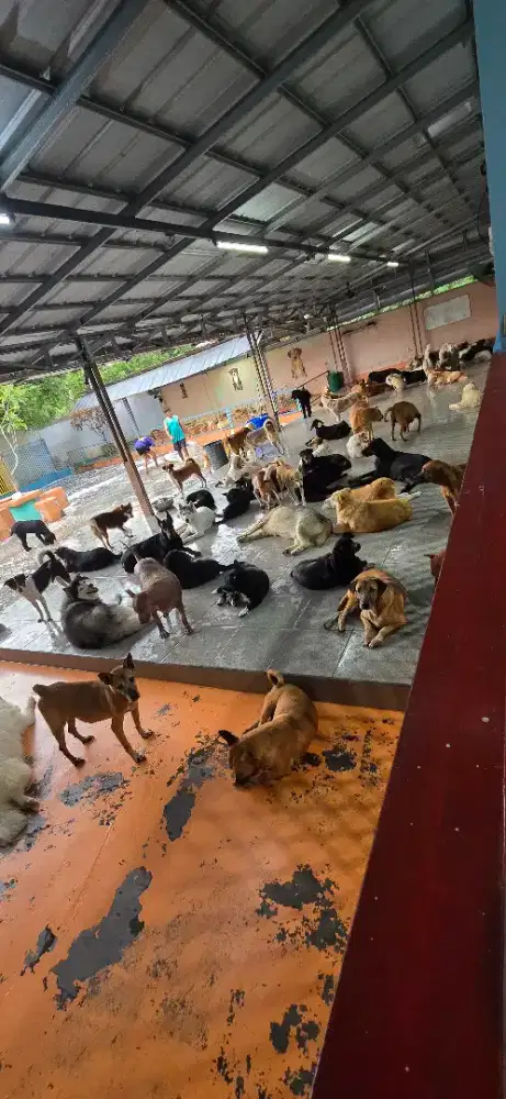 KERJA URUS ANJING
