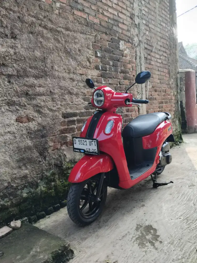 Fazio 2025 mulus
