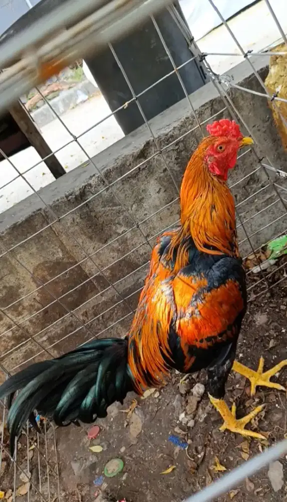 Ayam bangkok mangon