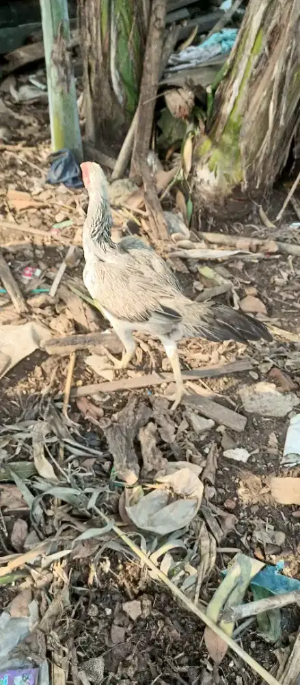 Biang Mangon untuk materi ternak