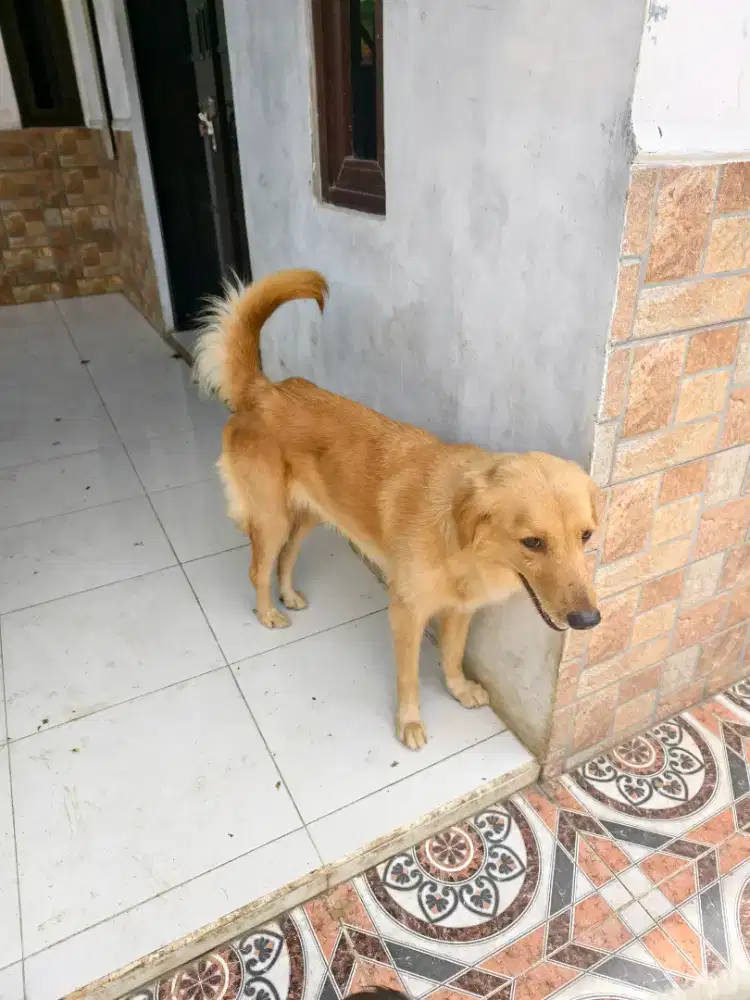 Golden betina cantik