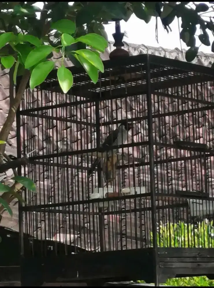 Burung kutilang gacor garuda