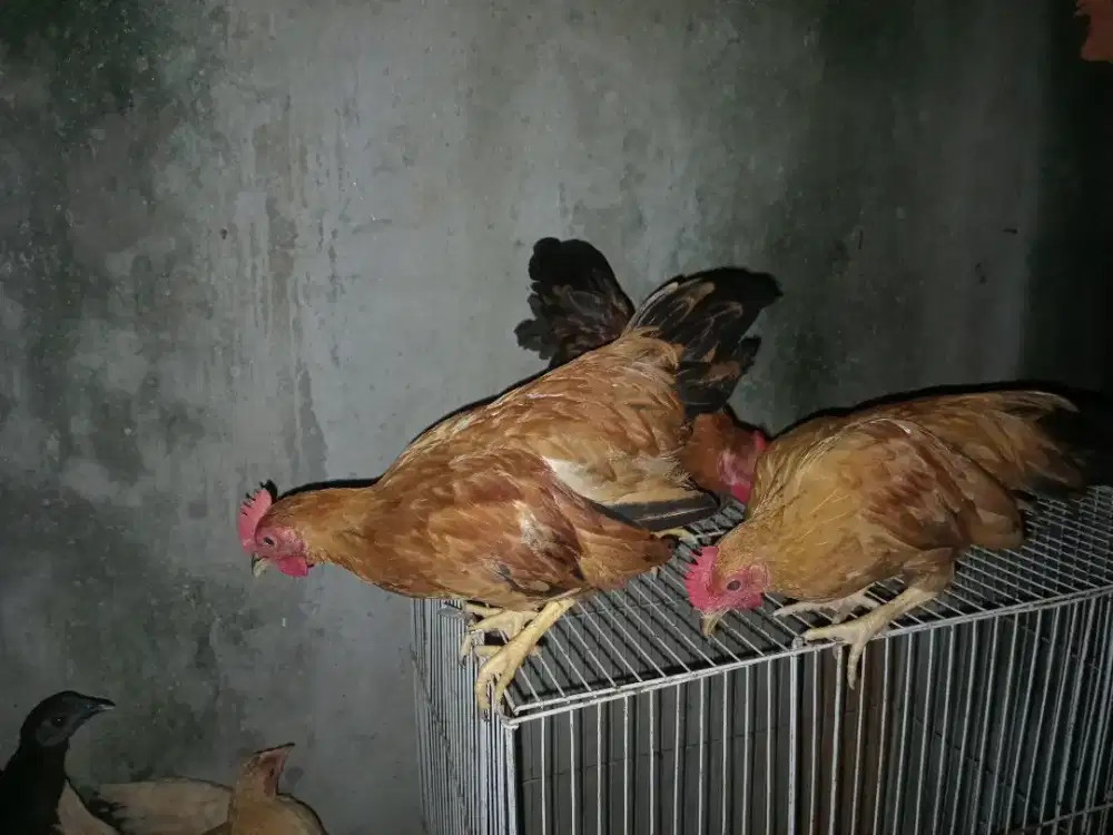 Ayam kate jantan