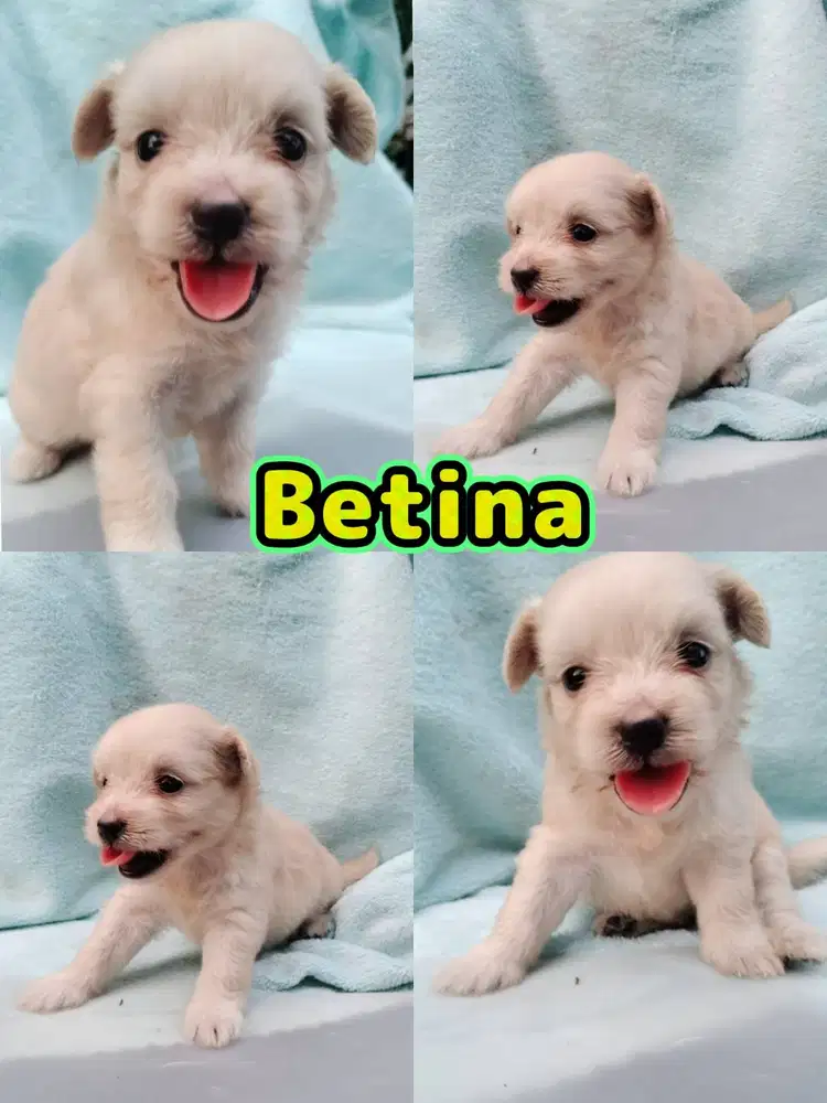 Jual Puppy Shipo