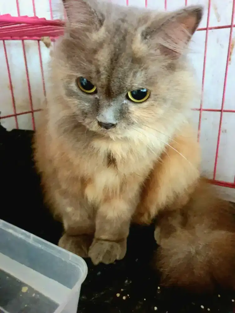 Lepas adop kucing persia