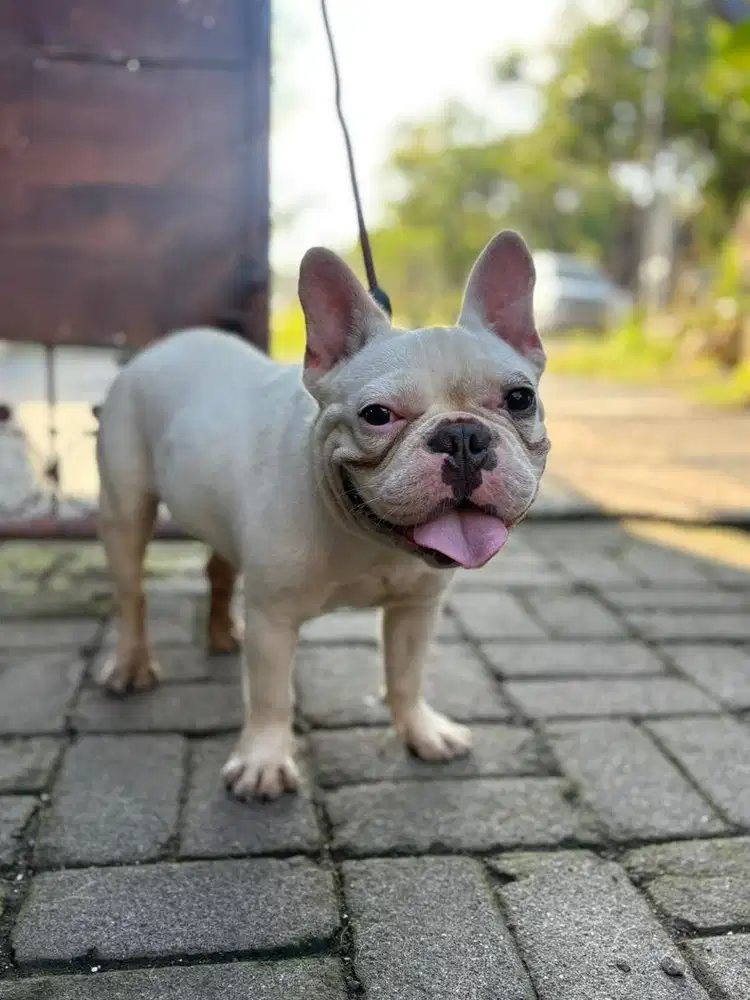 French bulldog stambum sepasang