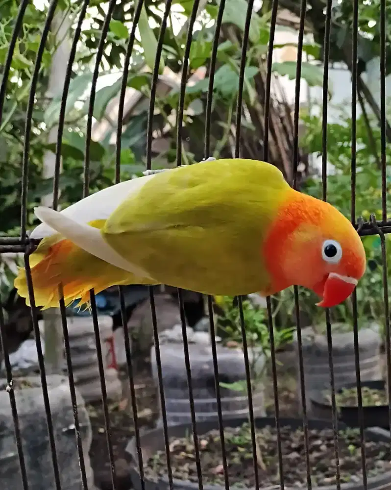 Lovebird biola pastelino