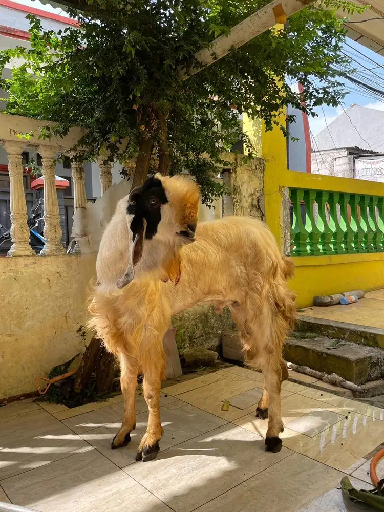 Kambing Size Besar