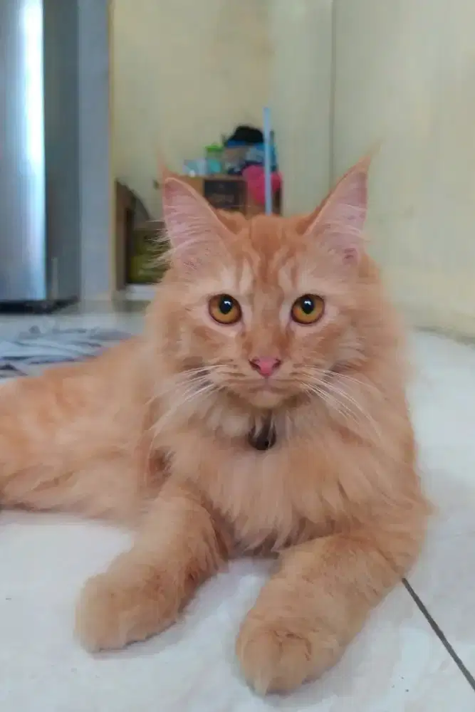 Kucing kitten Mainecoon nonped betina 4 bulanan surai mantap