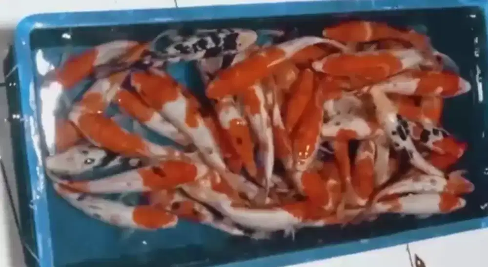 Koy gret A ( kohaku.sangke.siro) ukuran 30_40 cm