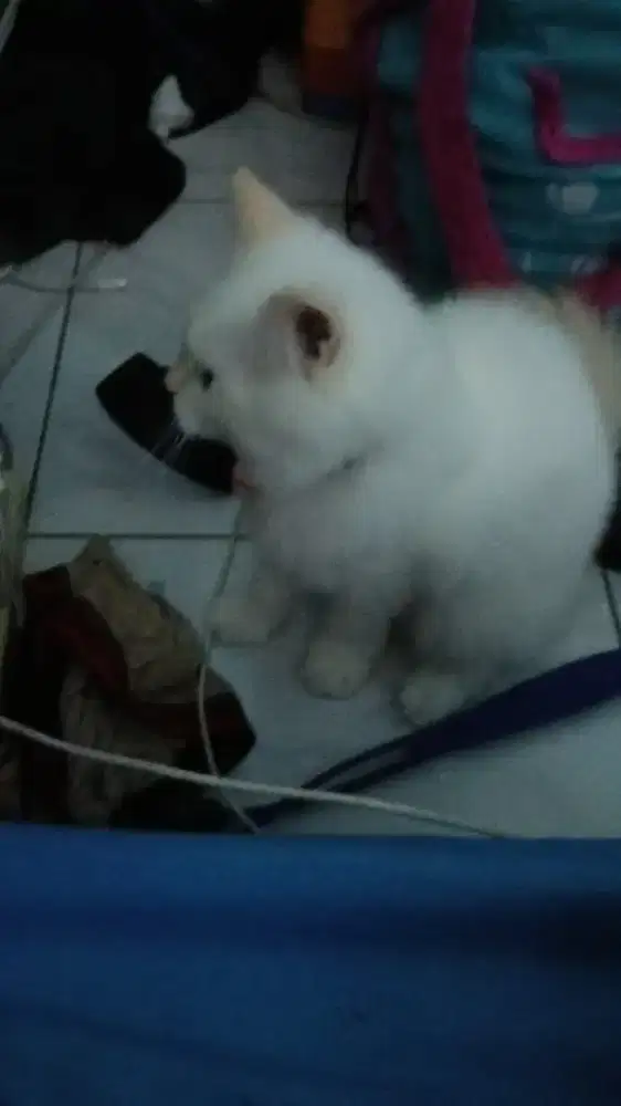 Anakan kucing persia