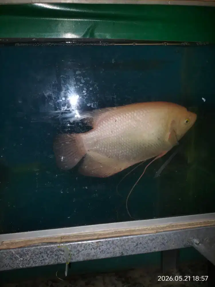 Ikan Gurame Padang