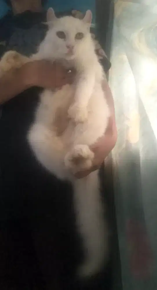 American cURL kinkalow proven birahi lagi