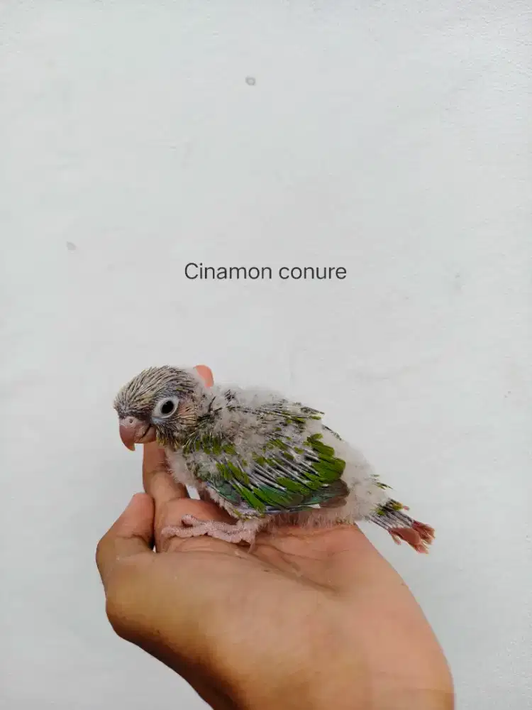 Cinamon conure jinak lolohan