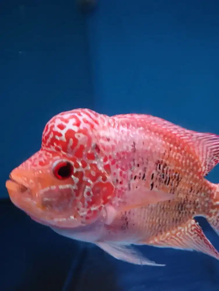 Ikan Louhan Golden Base Cencu
