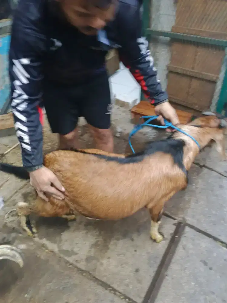 Tabung Qurban Amanah Terpercaya Jakarta