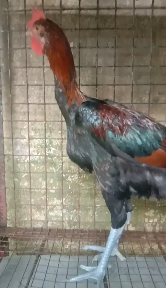 Ayam Pelung Muda