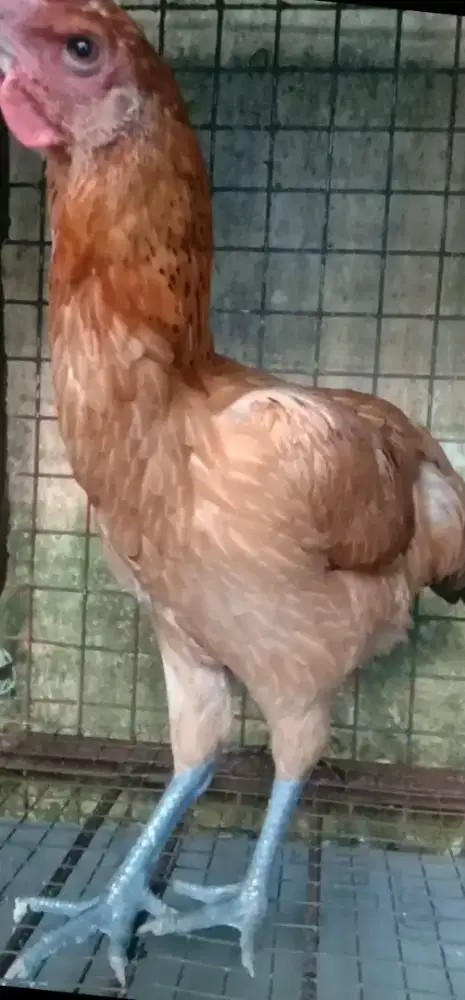 Ayam Pelung Betina