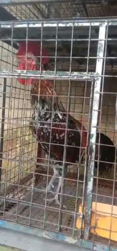 Ayam Pelung Dewasa Jumbo