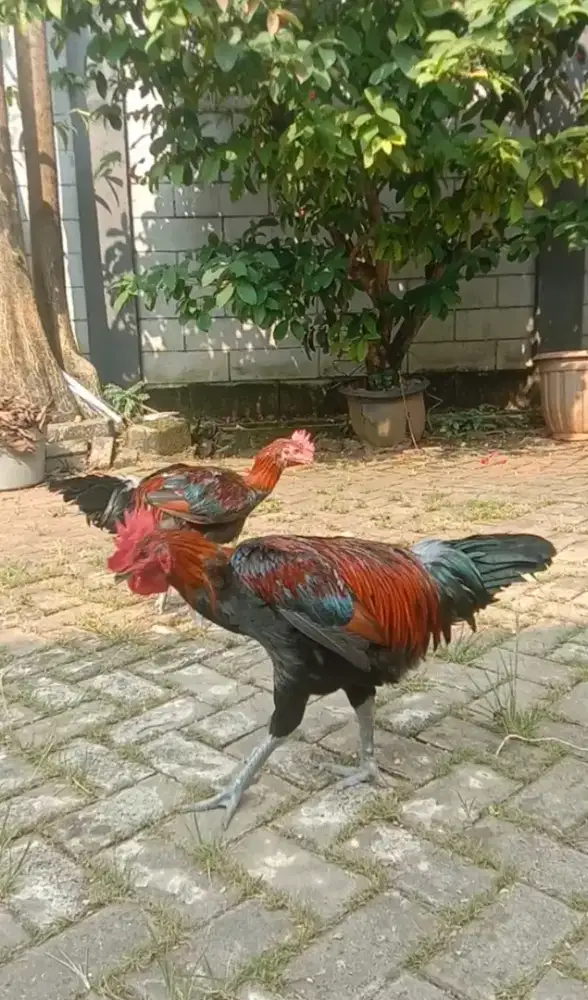 Ayam Pelung Remaja Jumbo