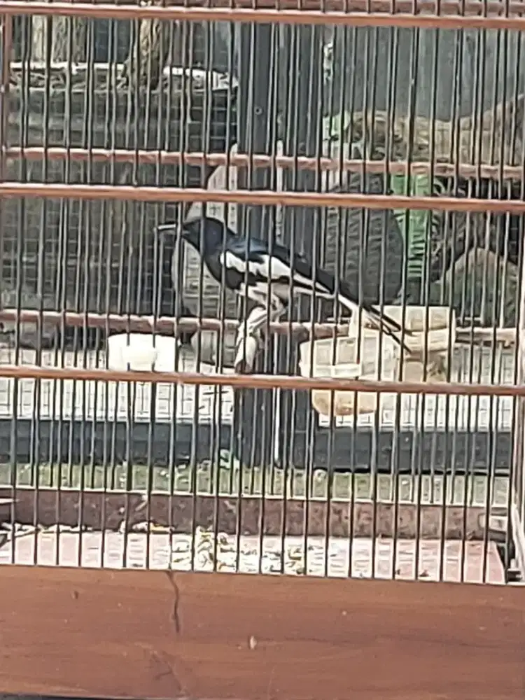 Kacer poci jantan
