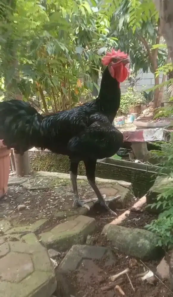 Ayam Pelung Full Hitam