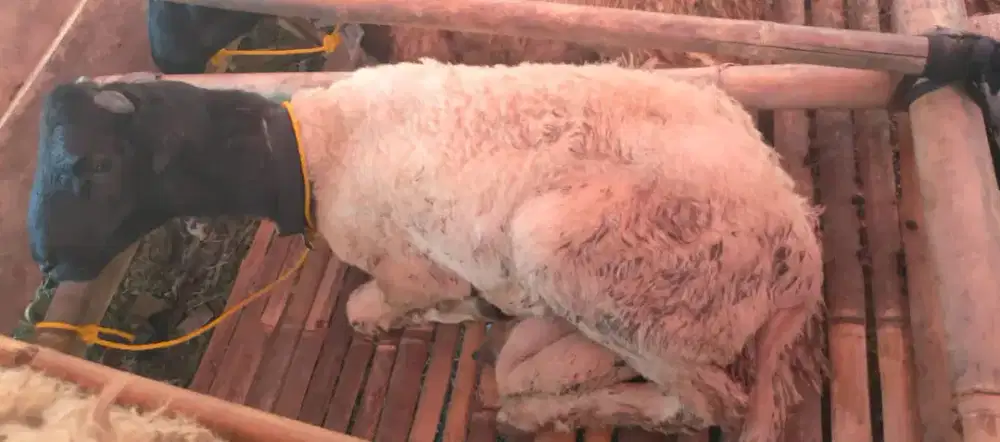 HEWAN QURBAN BANDUNG
