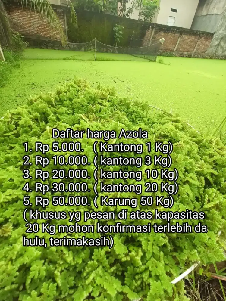 Azolla microphylla