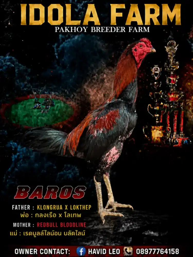 Ayam pakhoy brakot