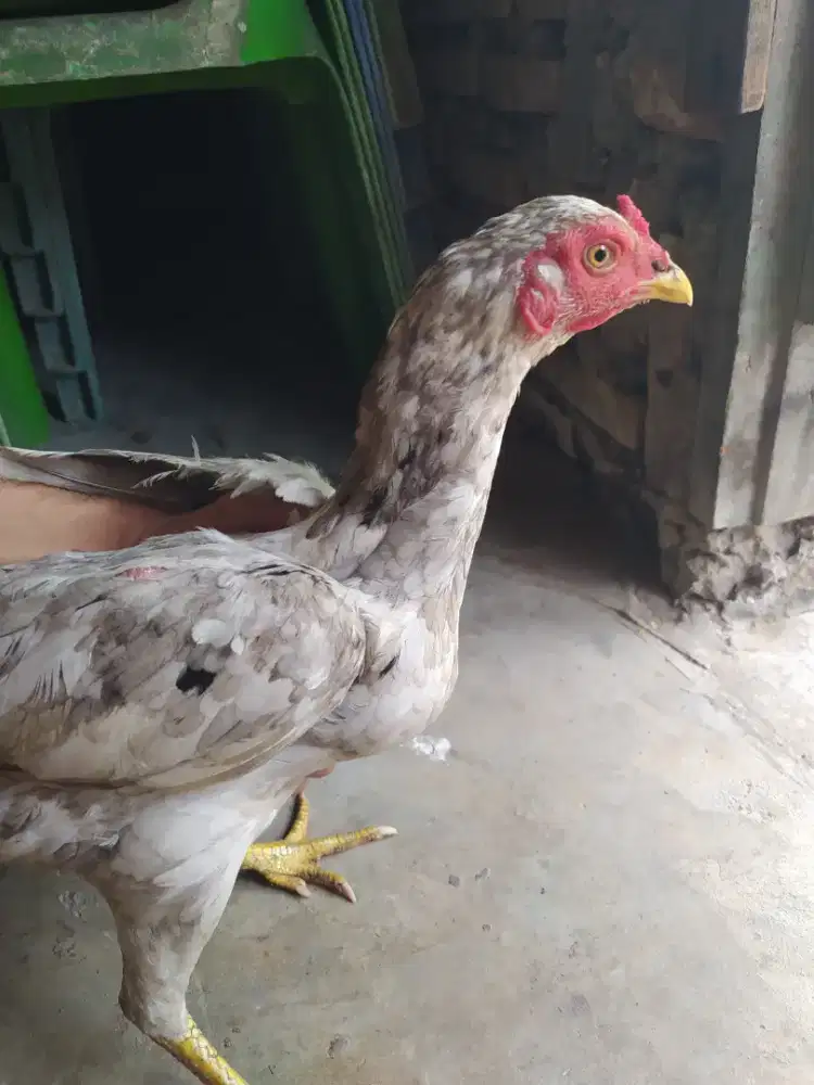 ayam betina darah pama x bangkok