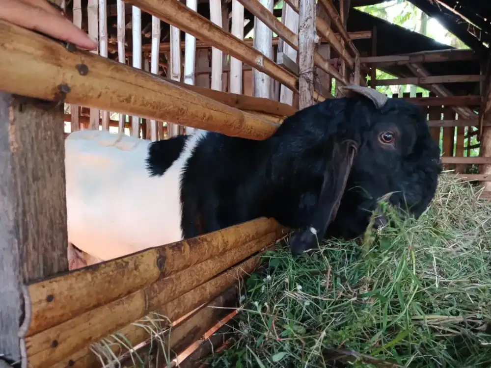 Kambing peranakan etawa