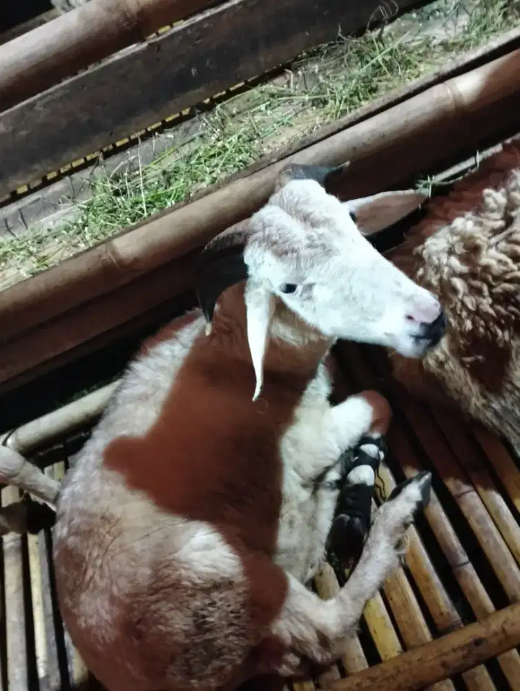 Turun Harga! Domba Qurban Berkualitas dengan Harga Lebih Terjangkau!