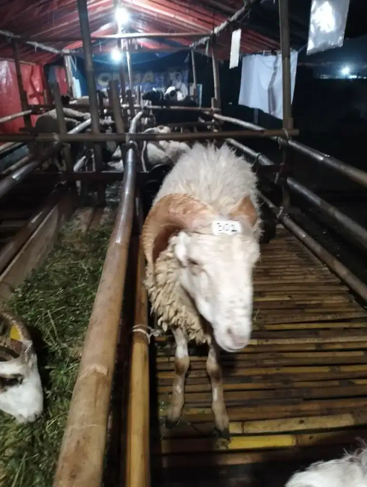 Diskon Besar Domba Qurban dengan Kualitas Terbaik Sekarang Lebih Murah