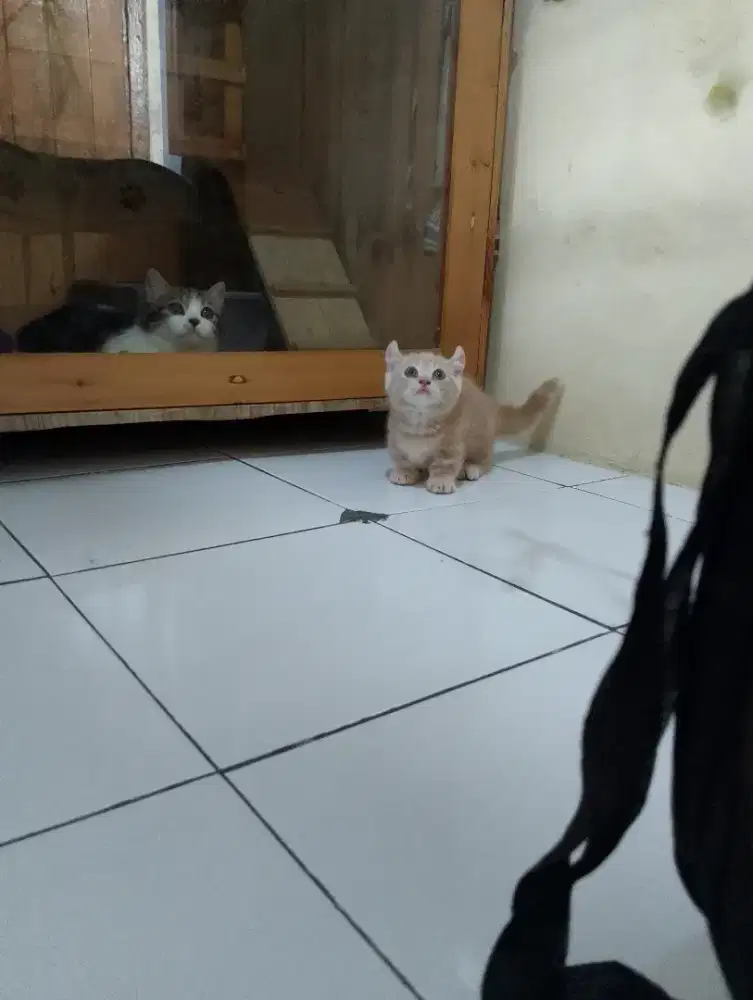 Kucing Munchkin kinkalow/cebol BSH Curly/kaki pendek British shorthair