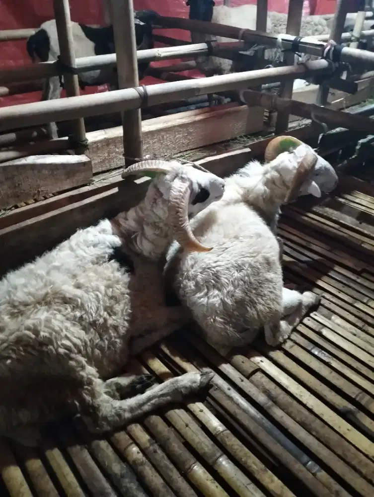 Harga Spesial Domba Qurban Idul Adha dengan Harga Lebih Kompetitif!