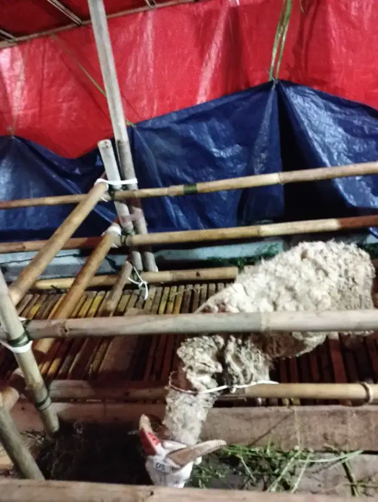 Promo Turun Harga! Beli Domba Qurban Sekarang dan Hemat!