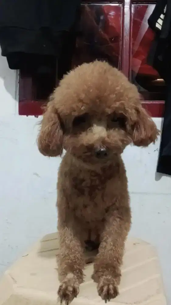 Betina poodle dewasa hamil